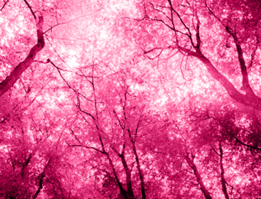 Trees with pink filter